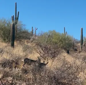 deer on tumamoc