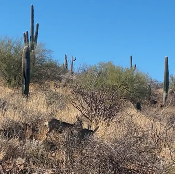deer on tumamoc