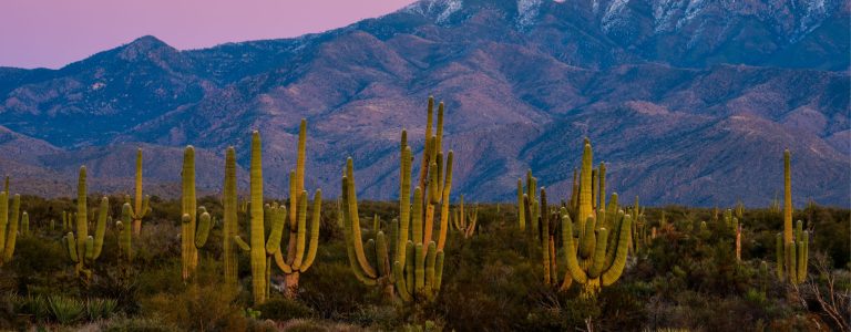 Saguaro National Forest - East Side