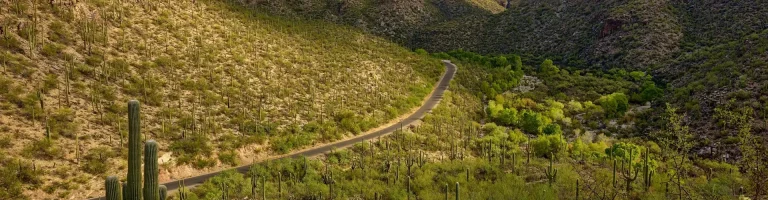 A serene road reserved for walking and bicycles winds through Sabino Canyon with the Santa Catalina Mountains as its backdrop.